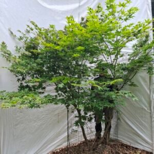 Japansk ahorn 'Osakazuki'  - nr. 26-283