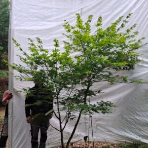 Japansk ahorn 'Osakazuki'  - nr. 26-285