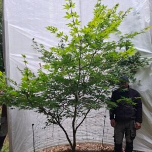 Japansk ahorn 'Osakazuki'  - nr. 26-287