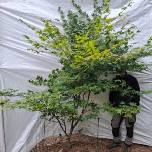 Japansk ahorn 'Osakazuki'  - nr. 26-289