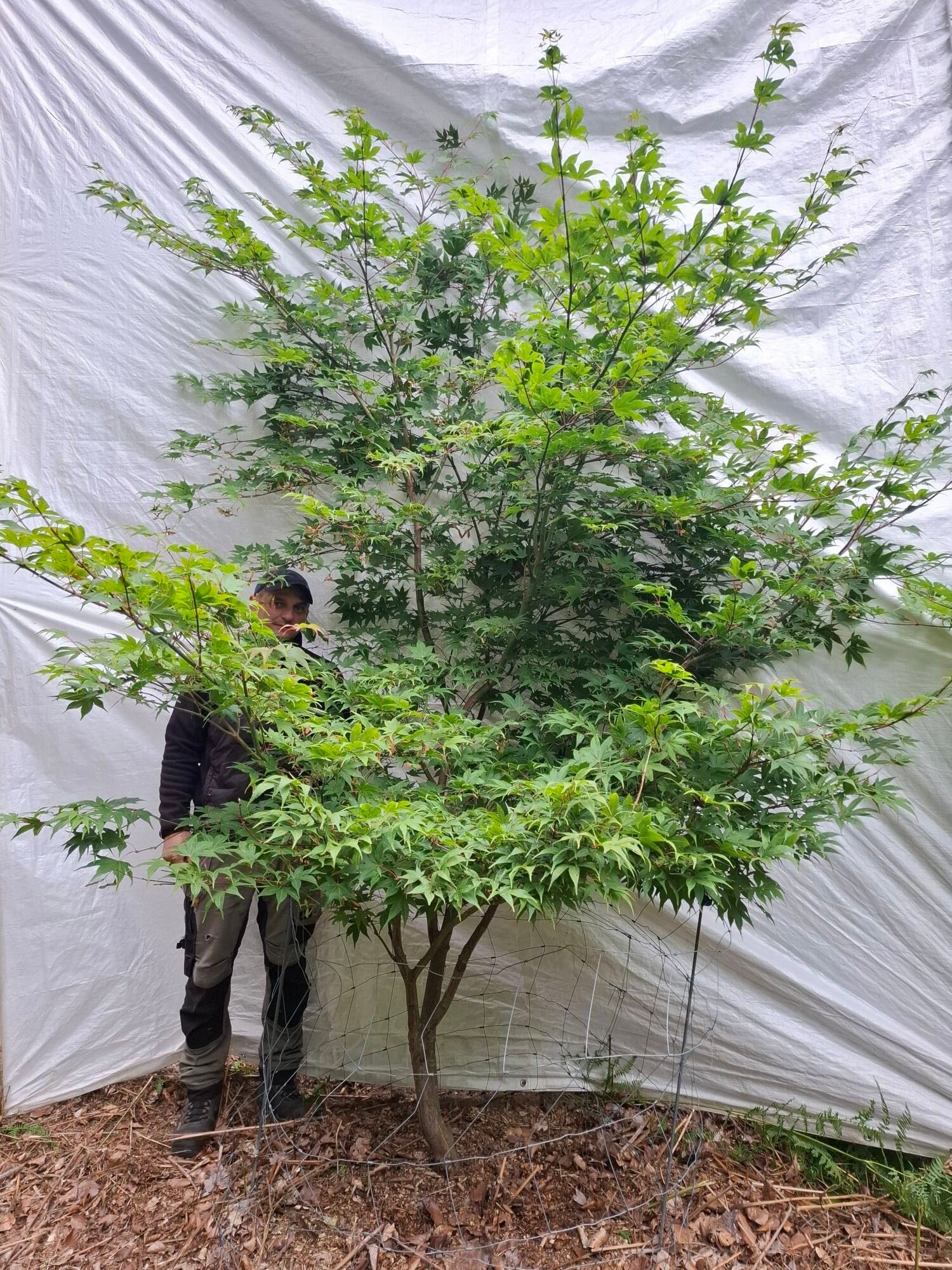Japansk ahorn 'Osakazuki' - nr. 26-291