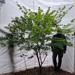 Japansk ahorn 'Osakazuki'  - nr. 26-292