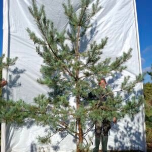 Skovfyr (Pinus sylvestris) - Stenhøjgård – nr. 26-408 X