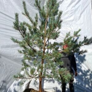 Skovfyr (Pinus sylvestris) - Stenhøjgård – nr. 26-409 X
