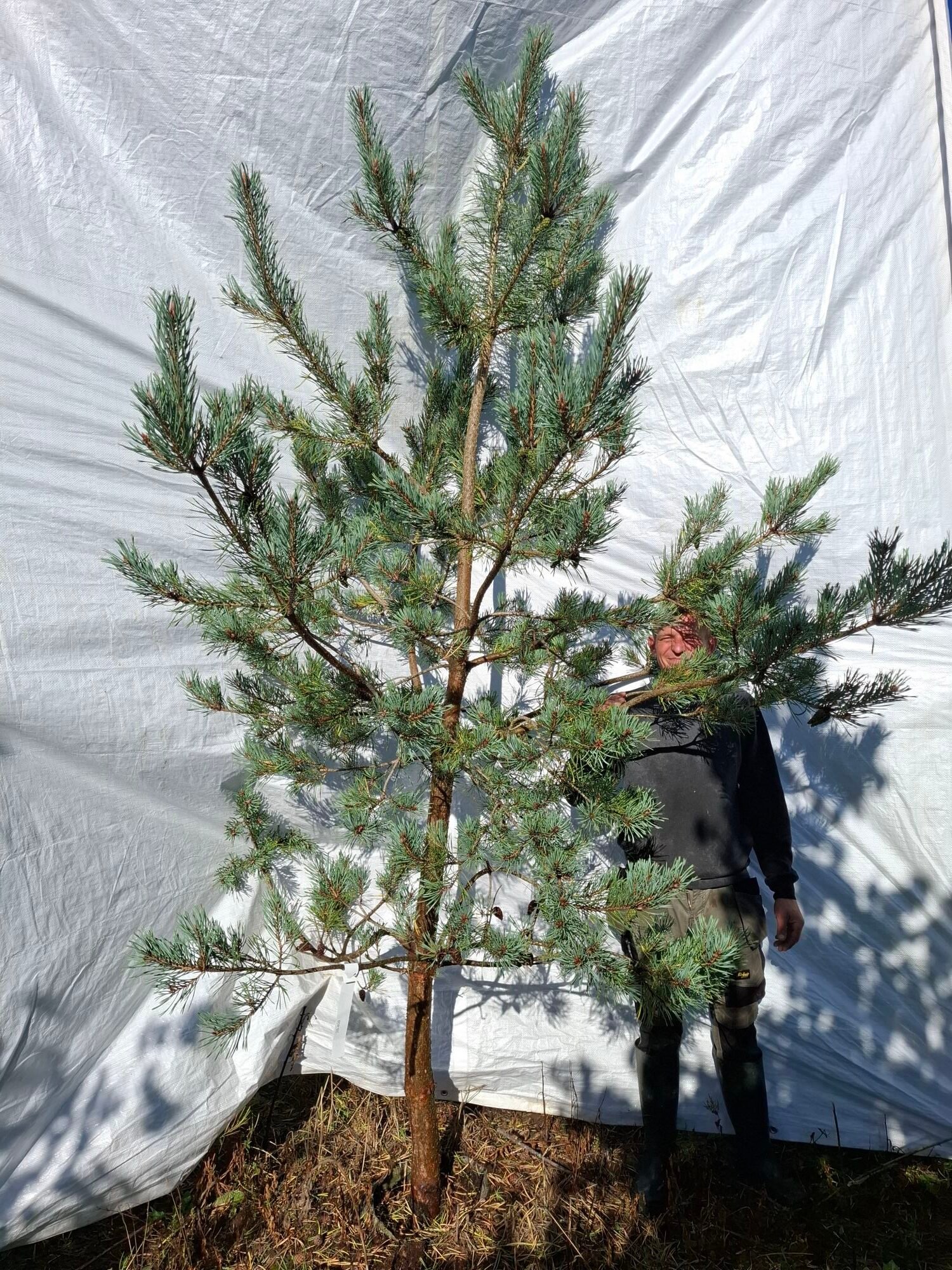 Skovfyr (Pinus sylvestris) - Stenhøjgård – nr. 26-409 X