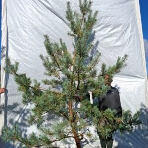 Skovfyr (Pinus sylvestris) - Stenhøjgård – nr. 26-410 X