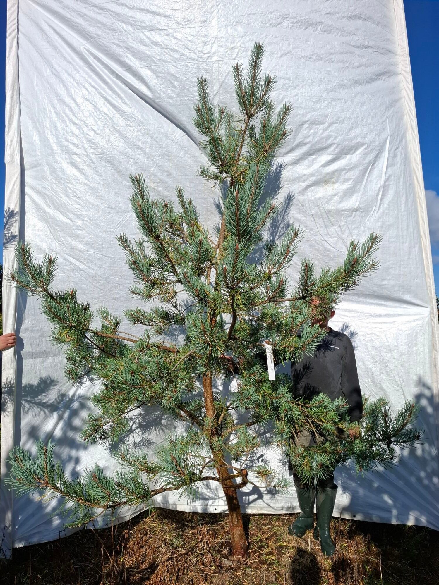 Skovfyr (Pinus sylvestris) - Stenhøjgård – nr. 26-410 X