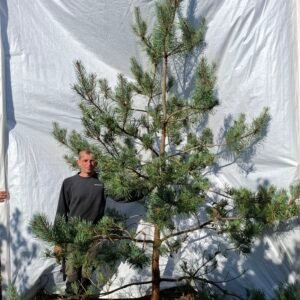 Skovfyr (Pinus sylvestris) - Stenhøjgård – nr. 26-411 X