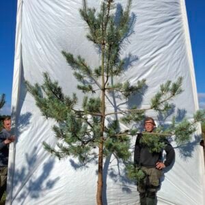 Skovfyr (Pinus sylvestris) - Stenhøjgård – nr. 26-412 X