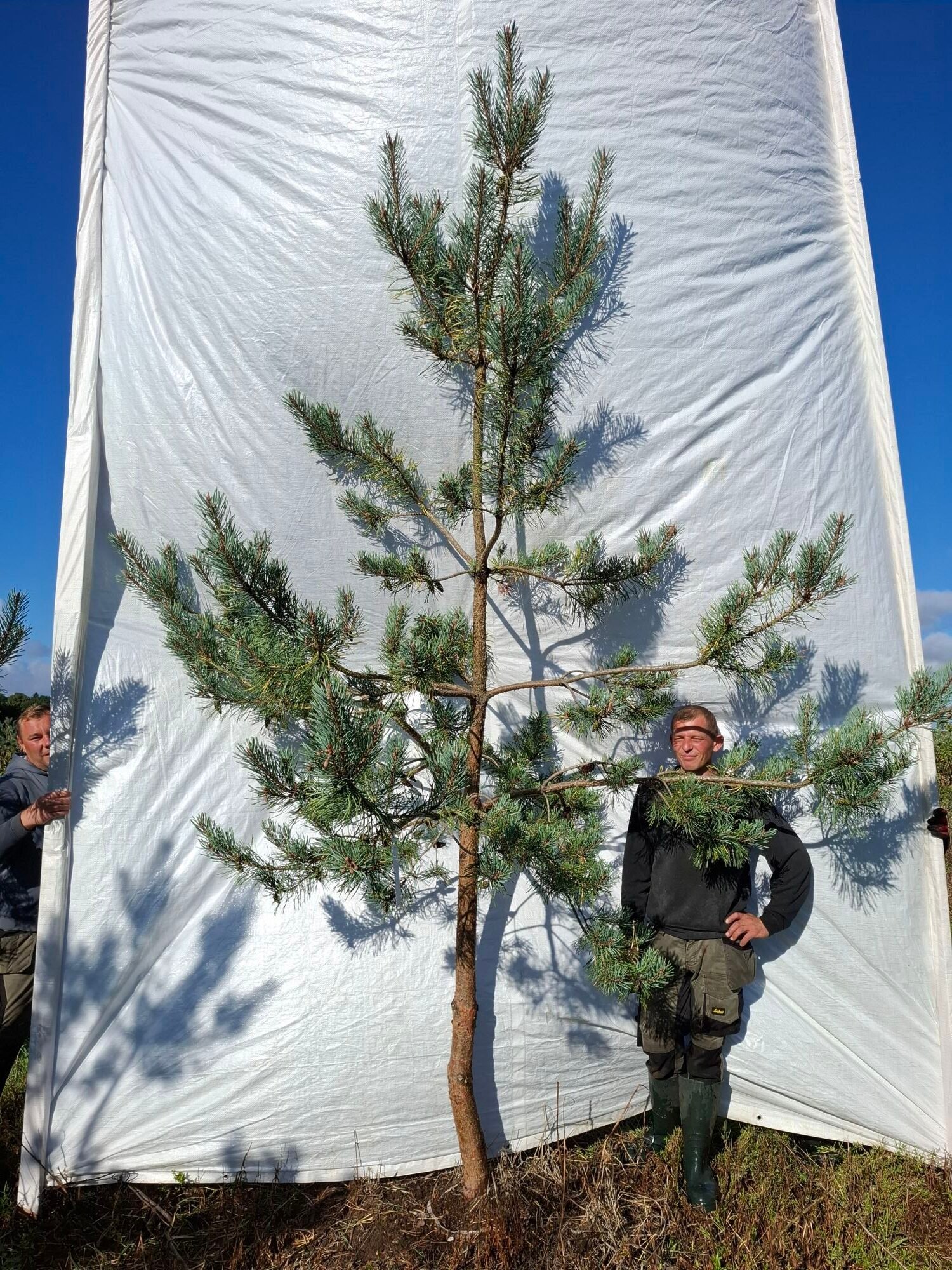Skovfyr (Pinus sylvestris) - Stenhøjgård – nr. 26-412 X