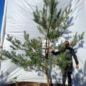 Skovfyr (Pinus sylvestris) - Stenhøjgård – nr. 26-413 X