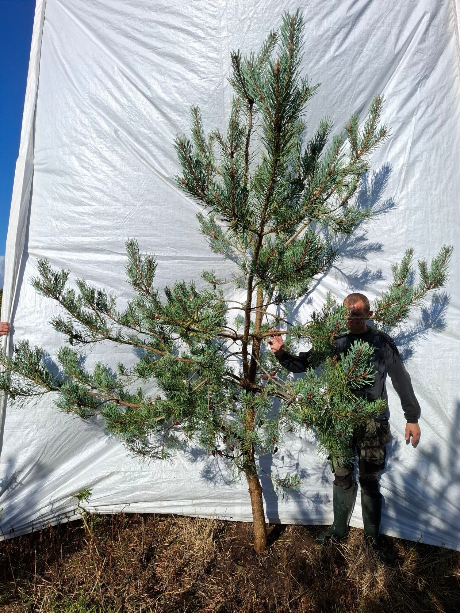 Skovfyr (Pinus sylvestris) - Stenhøjgård – nr. 26-413 X