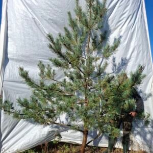 Skovfyr (Pinus sylvestris) - Stenhøjgård – nr. 26-414 X