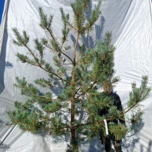 Skovfyr (Pinus sylvestris) - Stenhøjgård – nr. 26-417 X