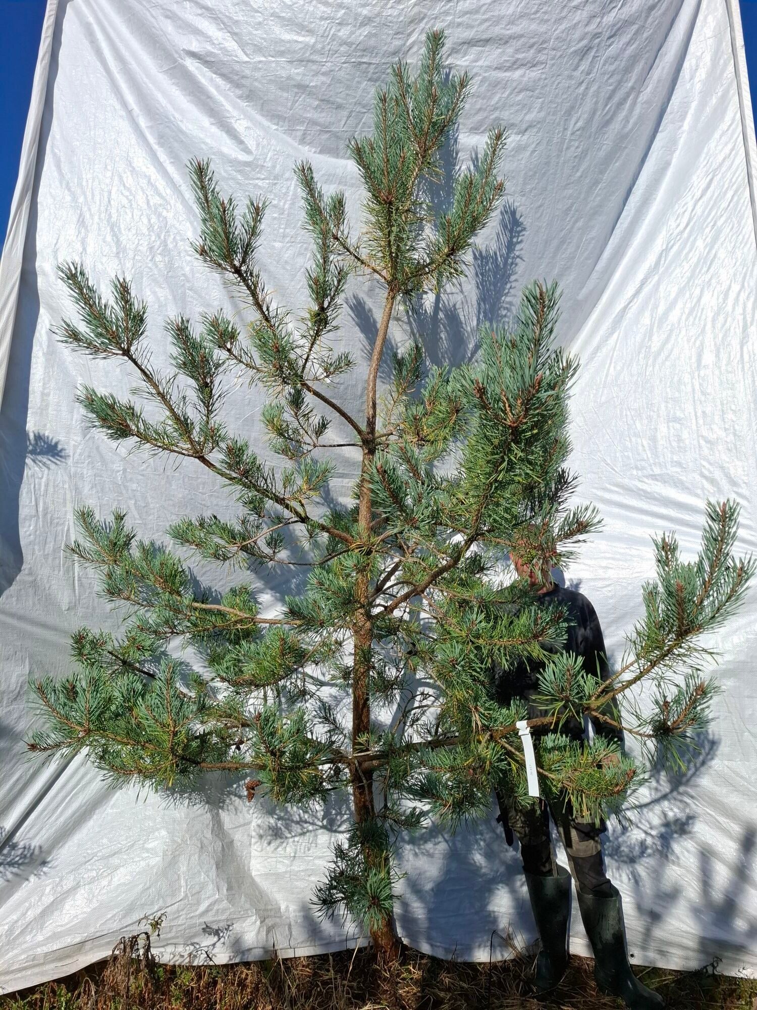 Skovfyr (Pinus sylvestris) - Stenhøjgård – nr. 26-417 X