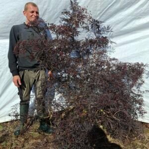  Rød hyld 'Black Lace'  - nr. 26-420 U