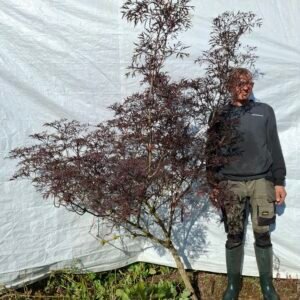  Rød hyld 'Black Lace'  - nr. 26-422 U