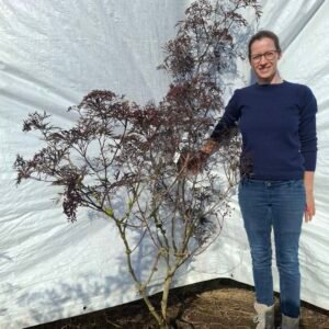  Rød hyld 'Black Lace'  - nr. 26-439 AB