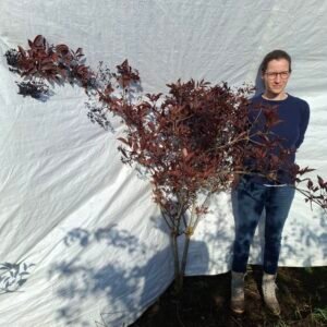 Rød hyld 'Black Beauty' – nr. 26-447c