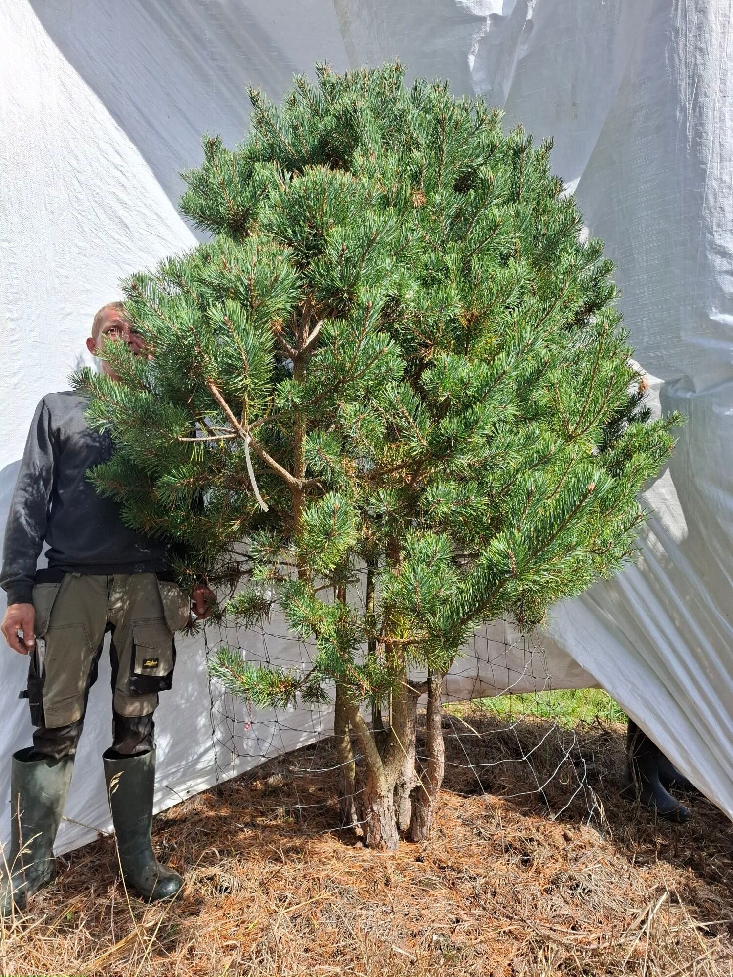 Flerstammet skovfyr – nr. 26-588 i