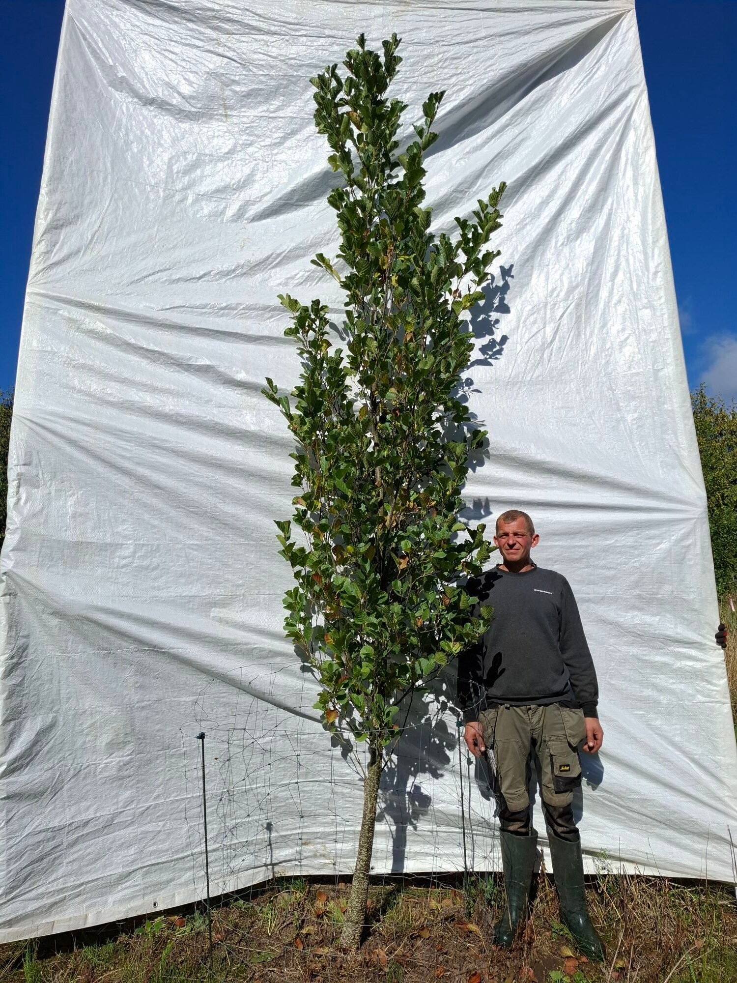 Rødel – nr. 26-682k