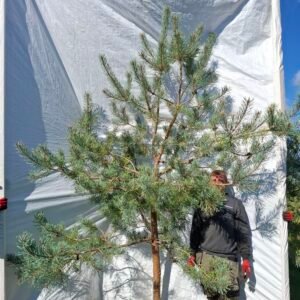 Skovfyr (Pinus sylvestris) - Stenhøjgård – nr. 26-686 Q