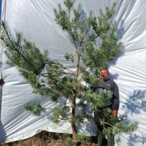 Skovfyr (Pinus sylvestris) - Stenhøjgård – nr. 26-688 Q