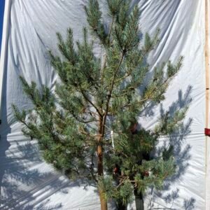 Skovfyr (Pinus sylvestris) - Stenhøjgård – nr. 26-691 Q