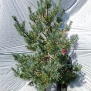 Skovfyr (Pinus sylvestris) - Stenhøjgård – nr. 26-692 Q